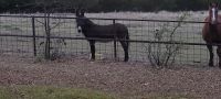 Donkey Horses for sale in Red Oak, TX 75154, USA. price: $200