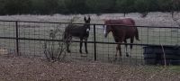 Donkey Horses Photos