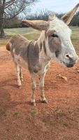 Donkey Animals for sale in Harrah, OK, USA. price: $600