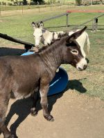 Donkey Animals for sale in Chelsea, OK 74016, USA. price: $600