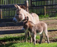 Donkey Horses for sale in Indianapolis Blvd, Hammond, IN, USA. price: NA