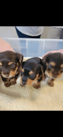 Dorkie Puppies for sale in Zephyrhills, Florida. price: $1,200