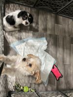 Dorkie Puppies for sale in Mesquite, Texas. price: $250