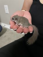 Dormouse Tufted-Tailed Rat Rodents for sale in Coppell, TX, USA. price: $300