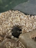 Dormouse Tufted-Tailed Rat Rodents Photos