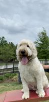 Double Doodles Goldendoodle Labradoodle