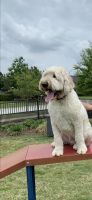 Double Doodles Goldendoodle Labradoodle