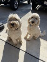 Double Doodles Goldendoodle Labradoodle