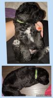 Double Doodle Puppies for sale in Springfield, MO, USA. price: $650