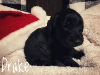Double Doodle Puppies for sale in Rochester, IN 46975, USA. price: $800