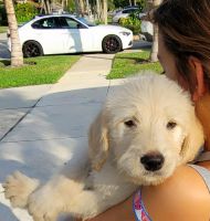 Double Doodle Puppies for sale in Boca Raton, FL 33486, USA. price: $999