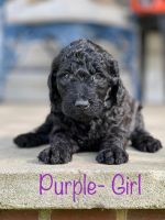 Double Doodle Puppies