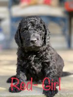 Double Doodle Puppies