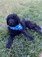 Lowered Price - Black Male