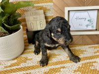 Double Doodle Puppies