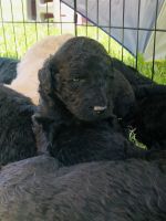 Double Doodle Puppies