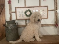 Double Doodles, ready to go home!