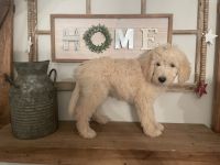 Double Doodles, ready to go home!