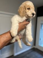 Double Doodles puppies 10 weeks