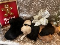 Double Doodle Christmas Puppies