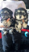Double Doodle Puppies for sale in Los Angeles County, CA, USA. price: $650