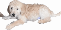 Double Doodle Puppies for sale in Cherokee Village, AR, USA. price: $250