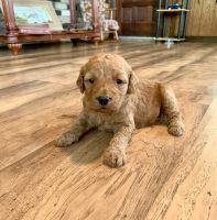 Double Doodle Puppies