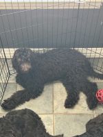 Double Doodle Puppies for sale in Arlington, TX 76001, USA. price: $800