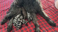 Double Doodle Puppies for sale in Holiday, FL, USA. price: $1,300