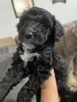 Double Doodle Puppies for sale in Savannah, Tennessee. price: $300