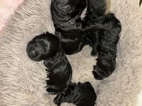 Double Doodle Puppies for sale in Calera, Alabama. price: $1,200