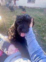 Double Doodle Puppies for sale in Caldwell, Idaho. price: $300