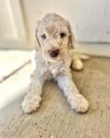 Double Doodle Puppies for sale in Reno, Nevada. price: $1,200