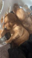 Double Doodle Puppies for sale in Camp Douglas, WI, USA. price: $1,500