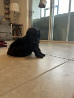Double Doodle Puppies for sale in Sarasota, Florida. price: $2,000