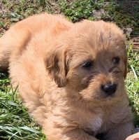 Double Doodle Puppies for sale in Wilkesboro, North Carolina. price: $600