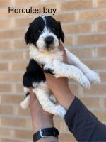 Double Doodle Puppies for sale in Englewood, Colorado. price: $1,500