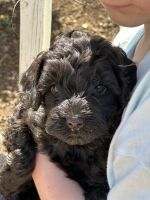 Double Doodle Puppies for sale in Forest City, North Carolina. price: $1,500