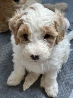 Double Doodle Puppies for sale in Forest City, North Carolina. price: $2,000