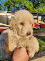 Double Doodle Puppies for sale in Jacksonville, Florida. price: $500