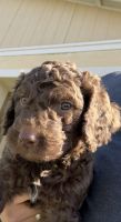 Double Doodle Puppies for sale in Fontana, California. price: $1,500