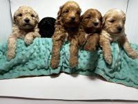 Double Doodle Puppies for sale in Anchorage, Alaska. price: $2,500