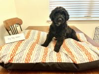 Double Doodle Puppies for sale in Austin, Texas. price: $575