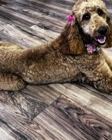 Double Doodle Puppies for sale in Dallas, Texas. price: $1,200
