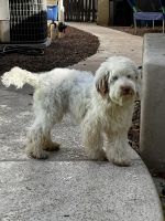 Double Doodle Puppies for sale in Mesa, Arizona. price: $600