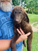 Double Doodle Puppies for sale in Carmel, IN, USA. price: $800