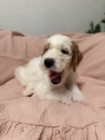 Lovely Double Doodle puppies