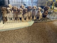 Lovely Double Doodle puppies