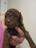 Double Doodle Puppies for sale in Meriden, CT, USA. price: $750