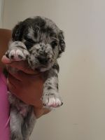 Double Doodle Puppies for sale in Meriden, CT, USA. price: $700